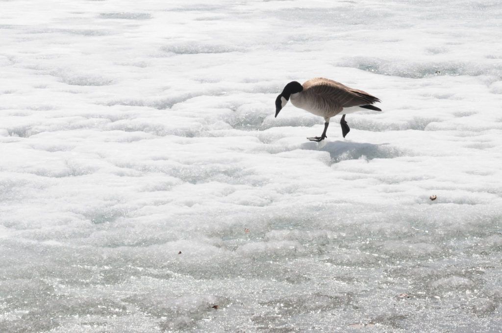 where to buy canada goose in red deer