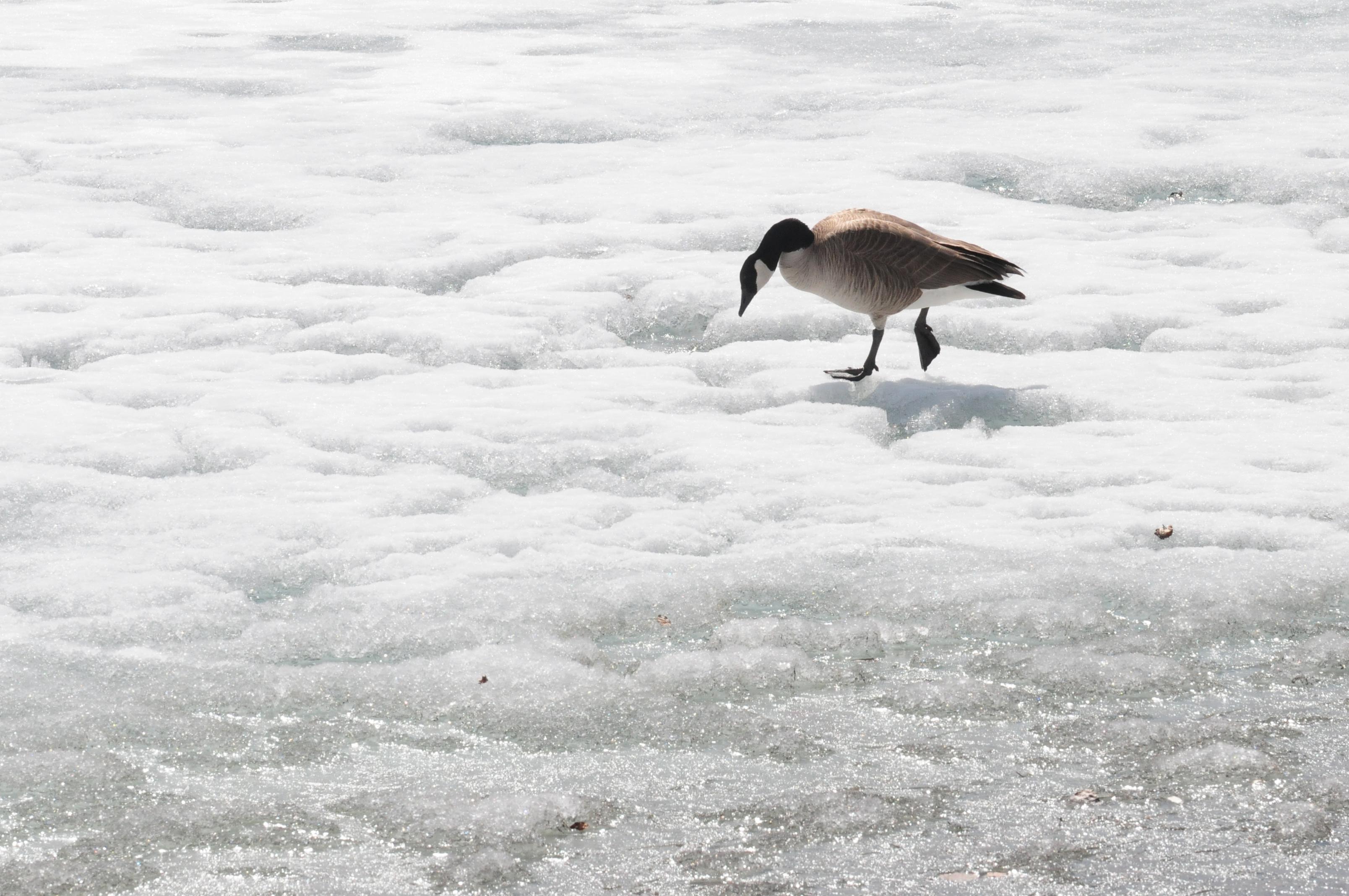 SLIPPERY PATH- A Canadian Goose makes its way across a frozen pond recently in the Red Deer County area.