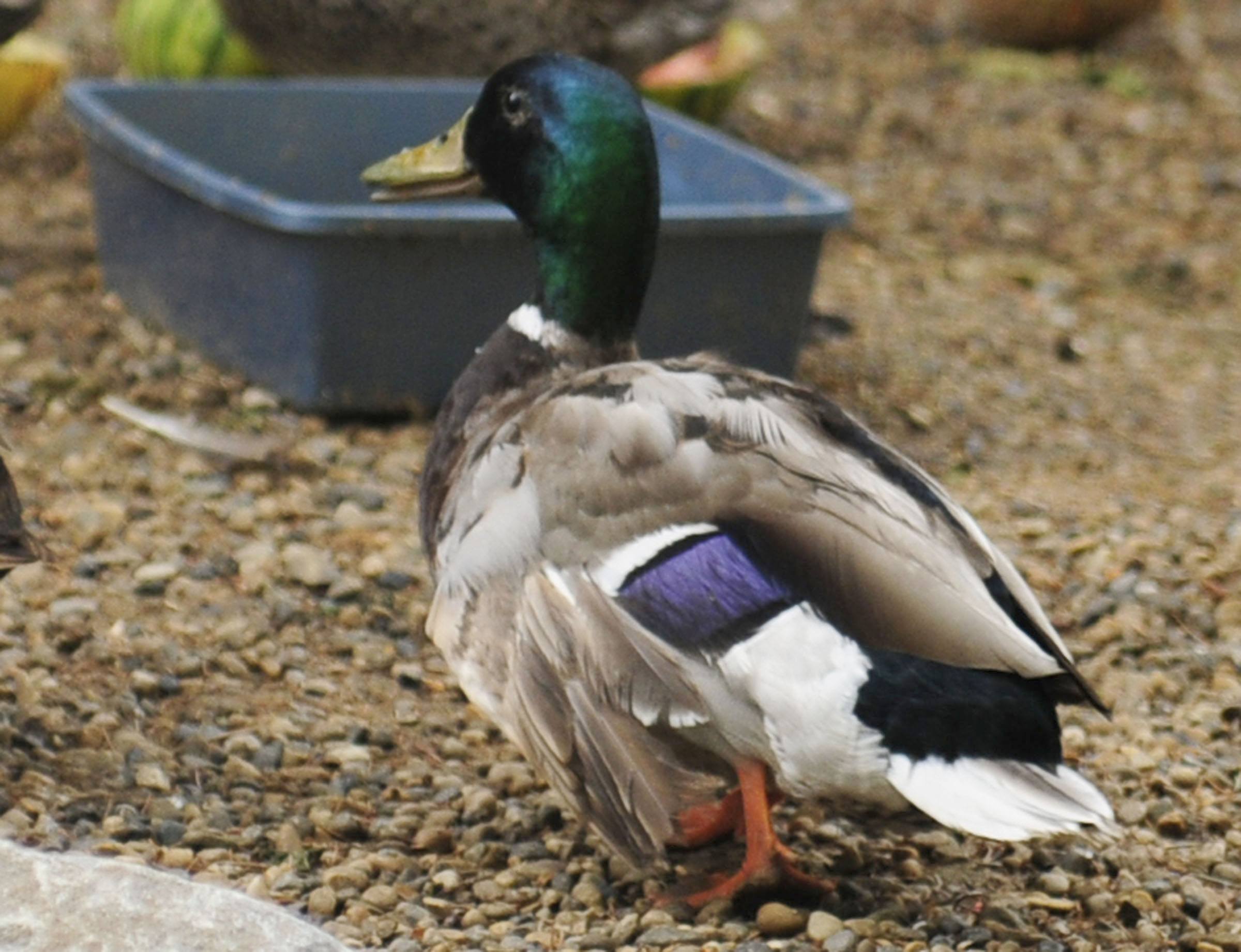 A duck that was tangled in a tree was sent back into the wild last month after a full recovery at the Medicine River Wildlife Centre.