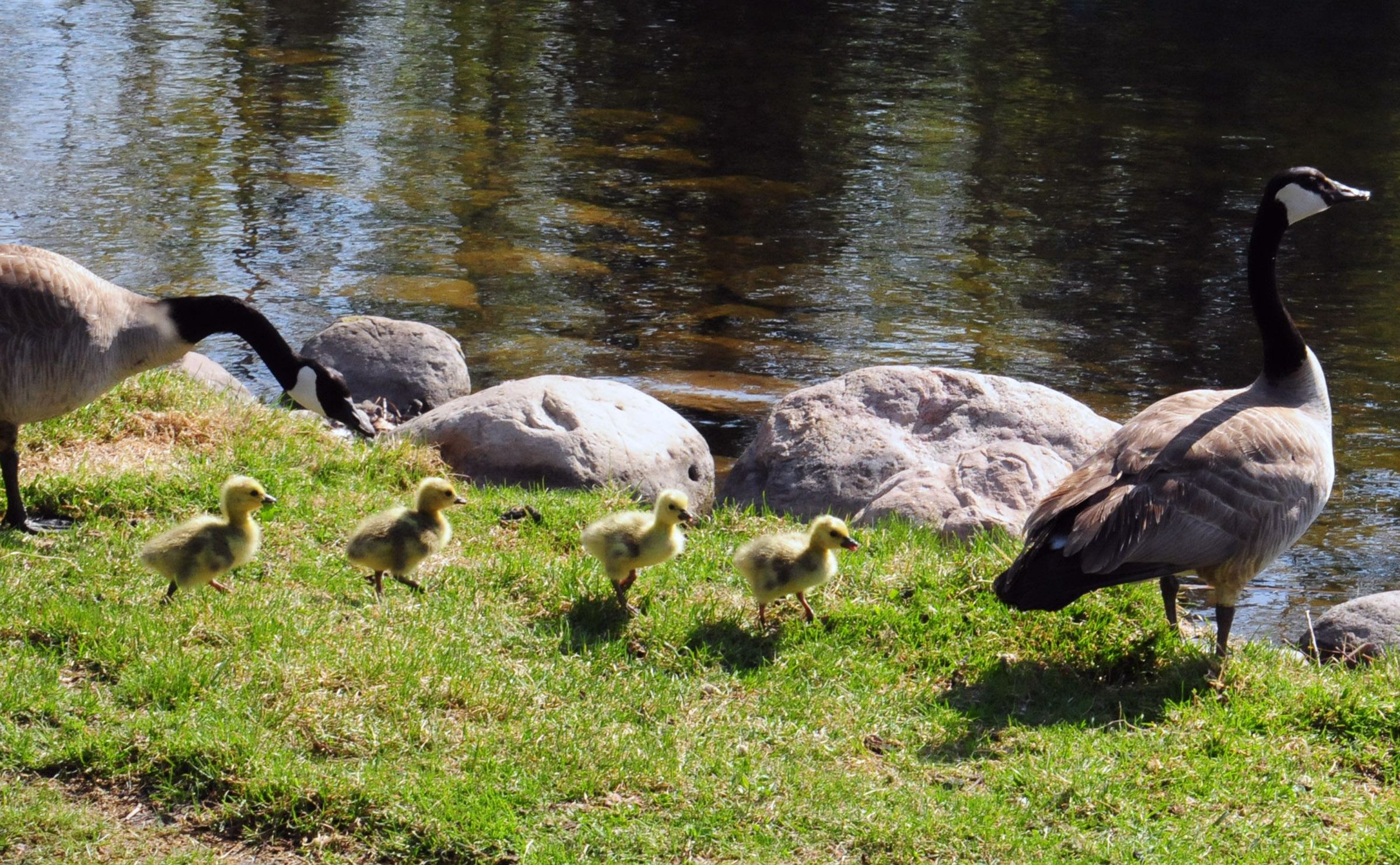 FLUFFY- Four ducklings wander around with their parents at Bower Ponds recently as they waddle and discover new things.