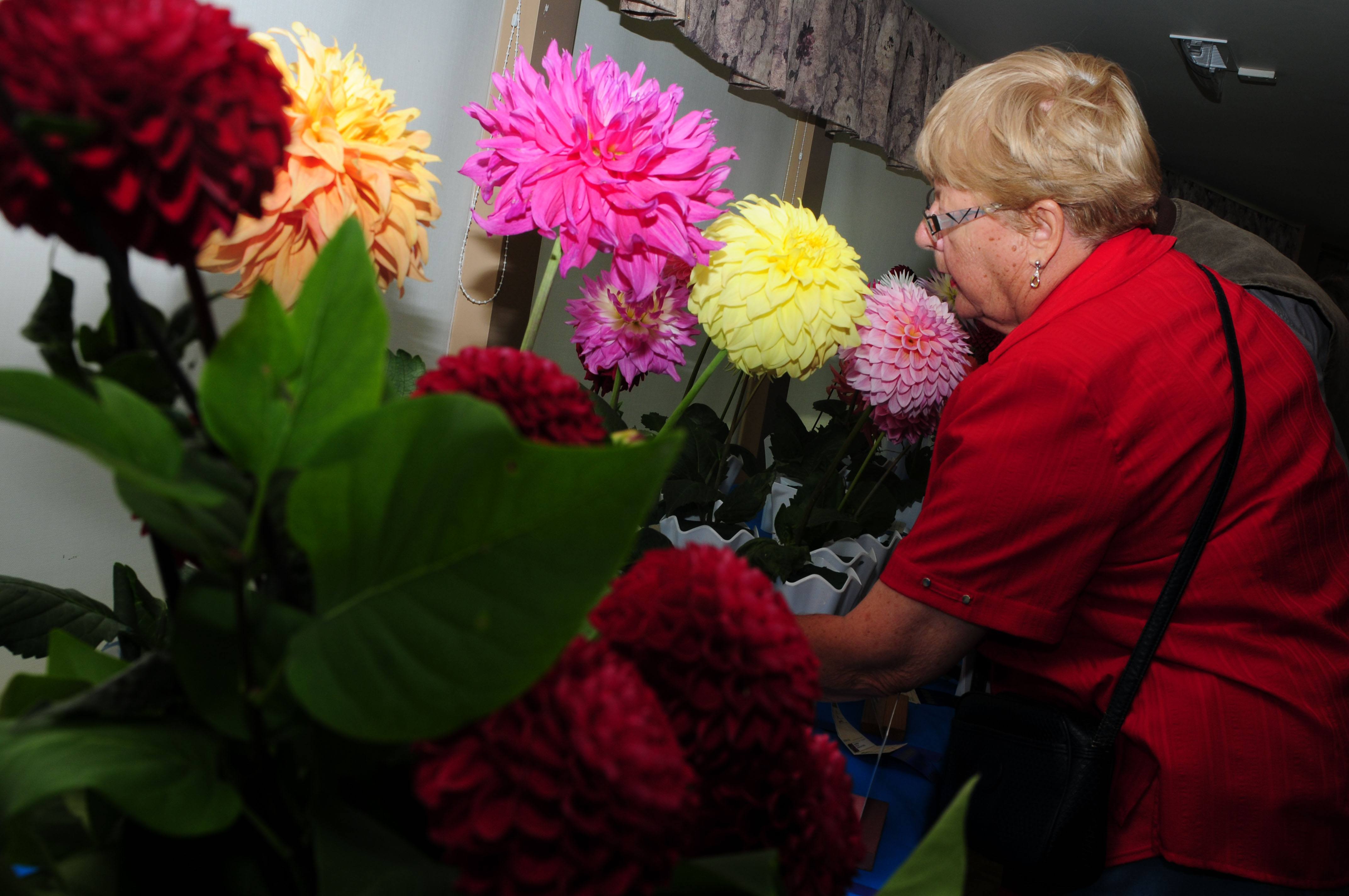 BEAUTY- Ann Owens look over the many flowers during the Red Deer and District Garden Club’s Annual Garden Show at the Golden Circle on Thursday.