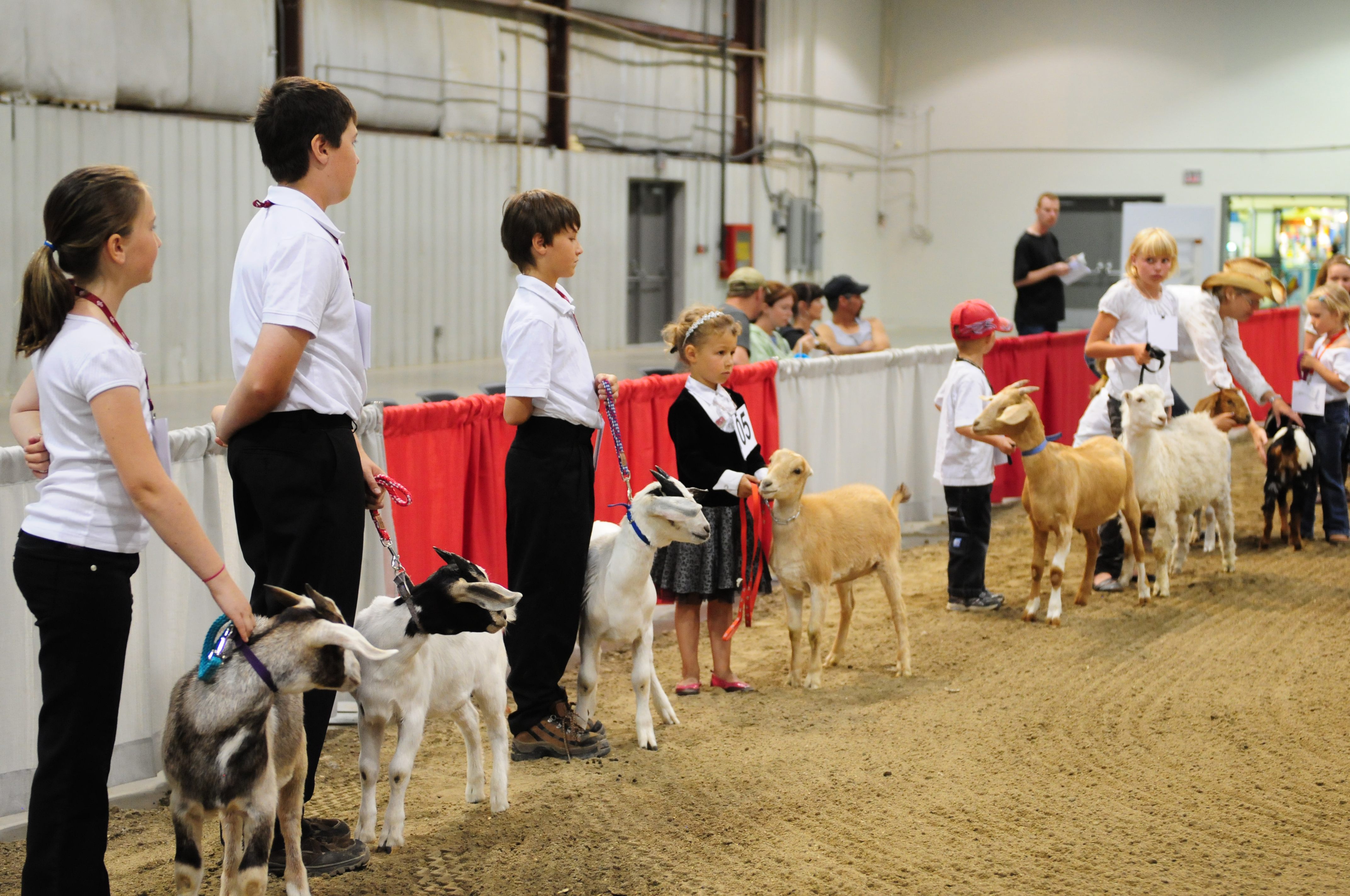 GOAT SHOW- Participants show off their little goats during the goat show in the Prairie Pavilion Thursday afternoon as part of Westerner Days.