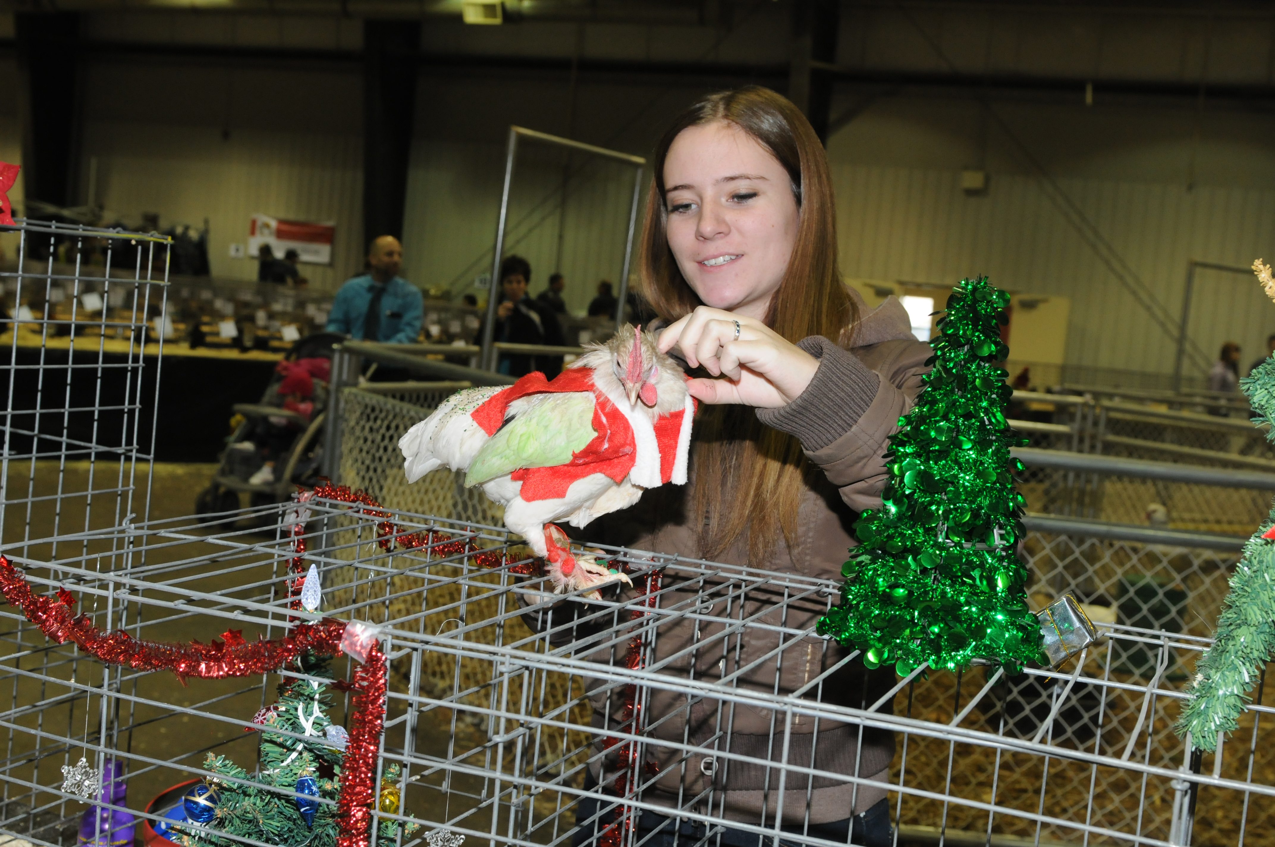 FANCY- Shelby Sandover adds a little coat to her chicken during the Canadian Heritage Breeds show at the Westerner this weekend.