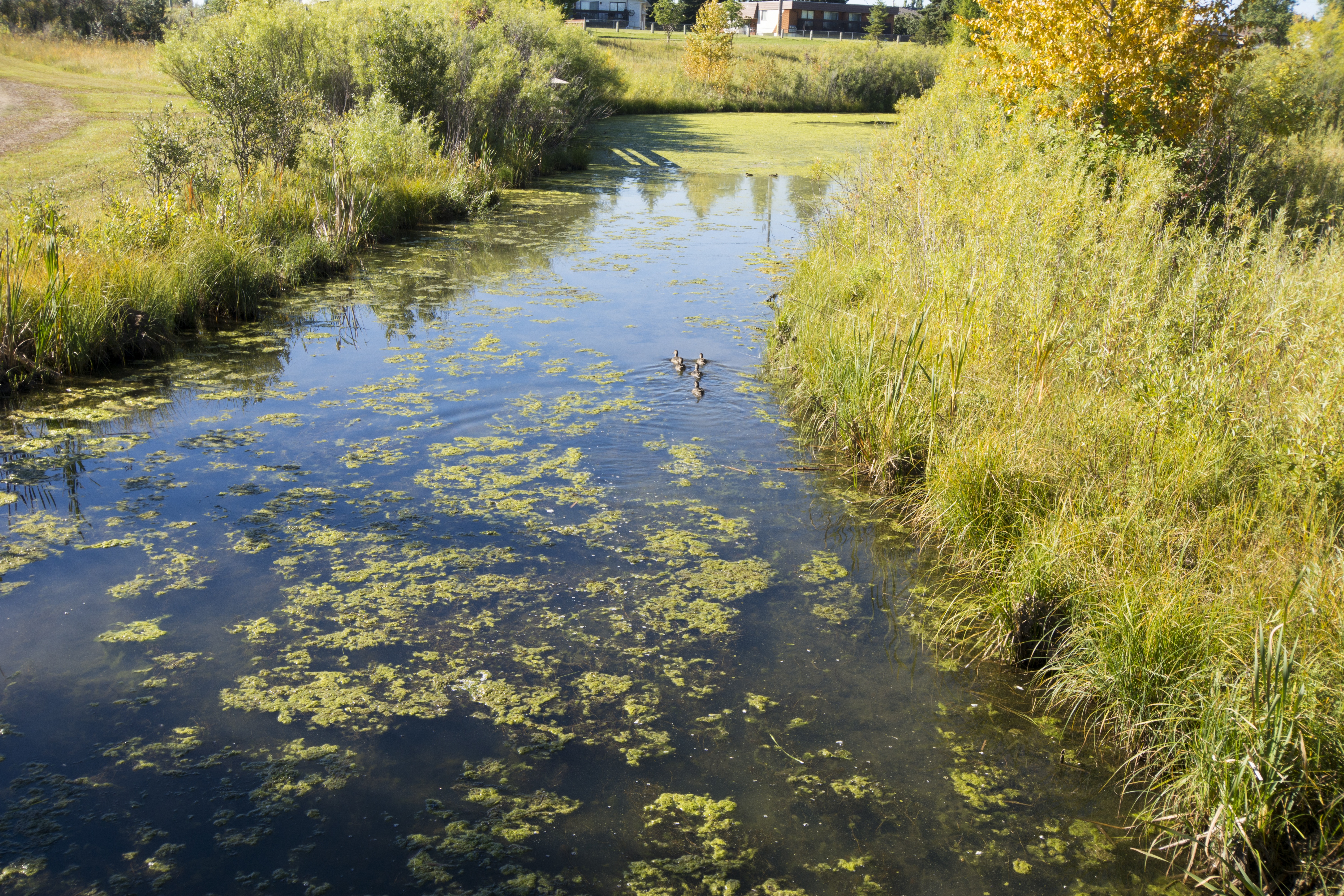 SUSTAINABILITY – These wetlands located in Clearview Meadows on the Michener Centre’s property were constructed to help storm water make its way back to the river cleanly.