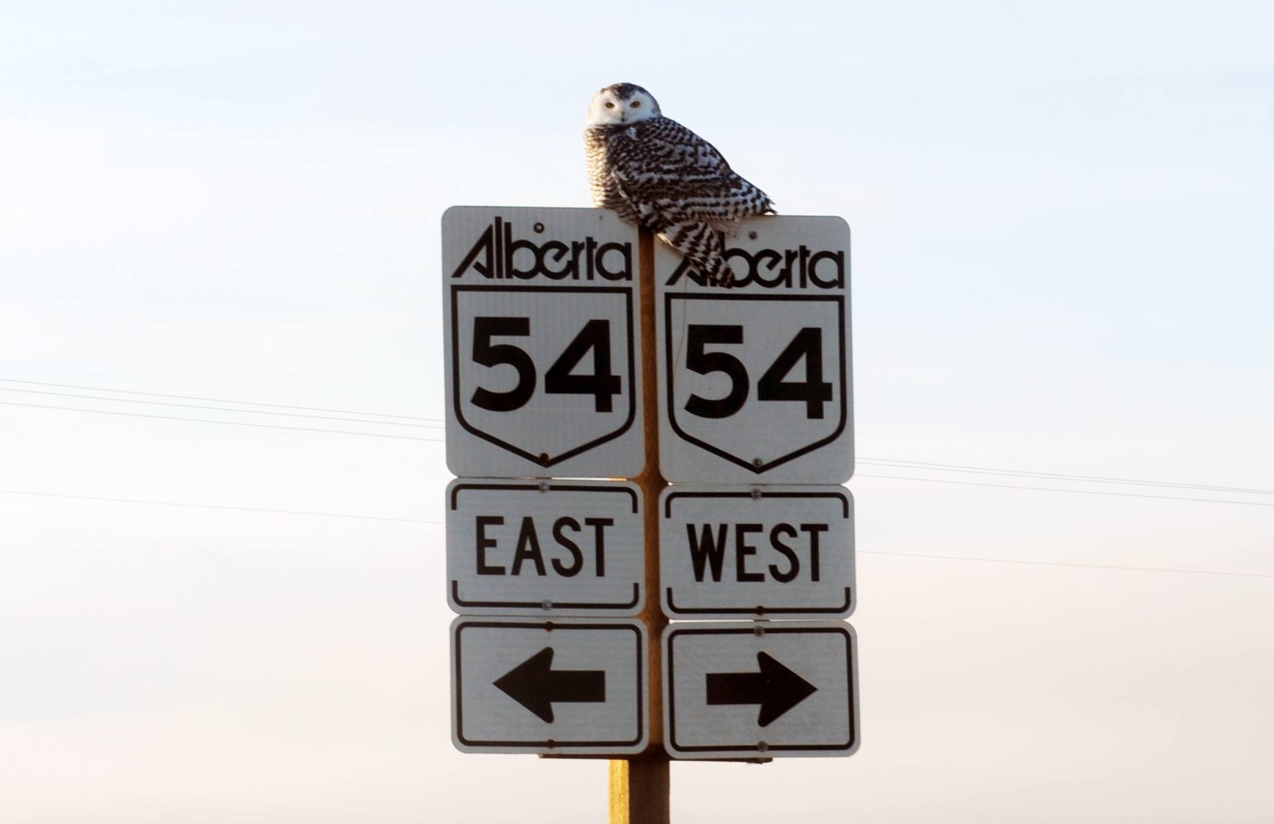 EAST TO WEST- A Snowy Owl sits on a road sign recently along a Red Deer County road recently.