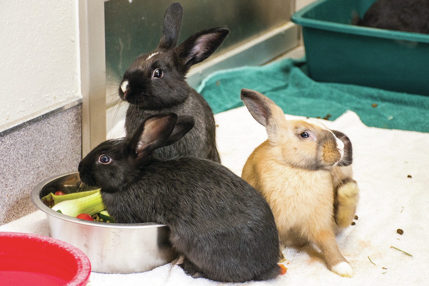 FURRY FRIENDS - The Red Deer and District SPCA was part of a rescue mission for hundreds of rabbits on a property north of the City. Currently the agency has 130 rabbits in their care and are looking for those interested in adopting a rabbit to come and visit the facility.