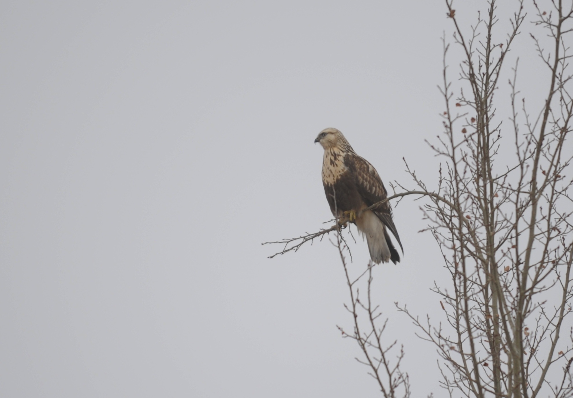 PERCHED-A hawk looks over the landscape in the Red Deer County area recently.