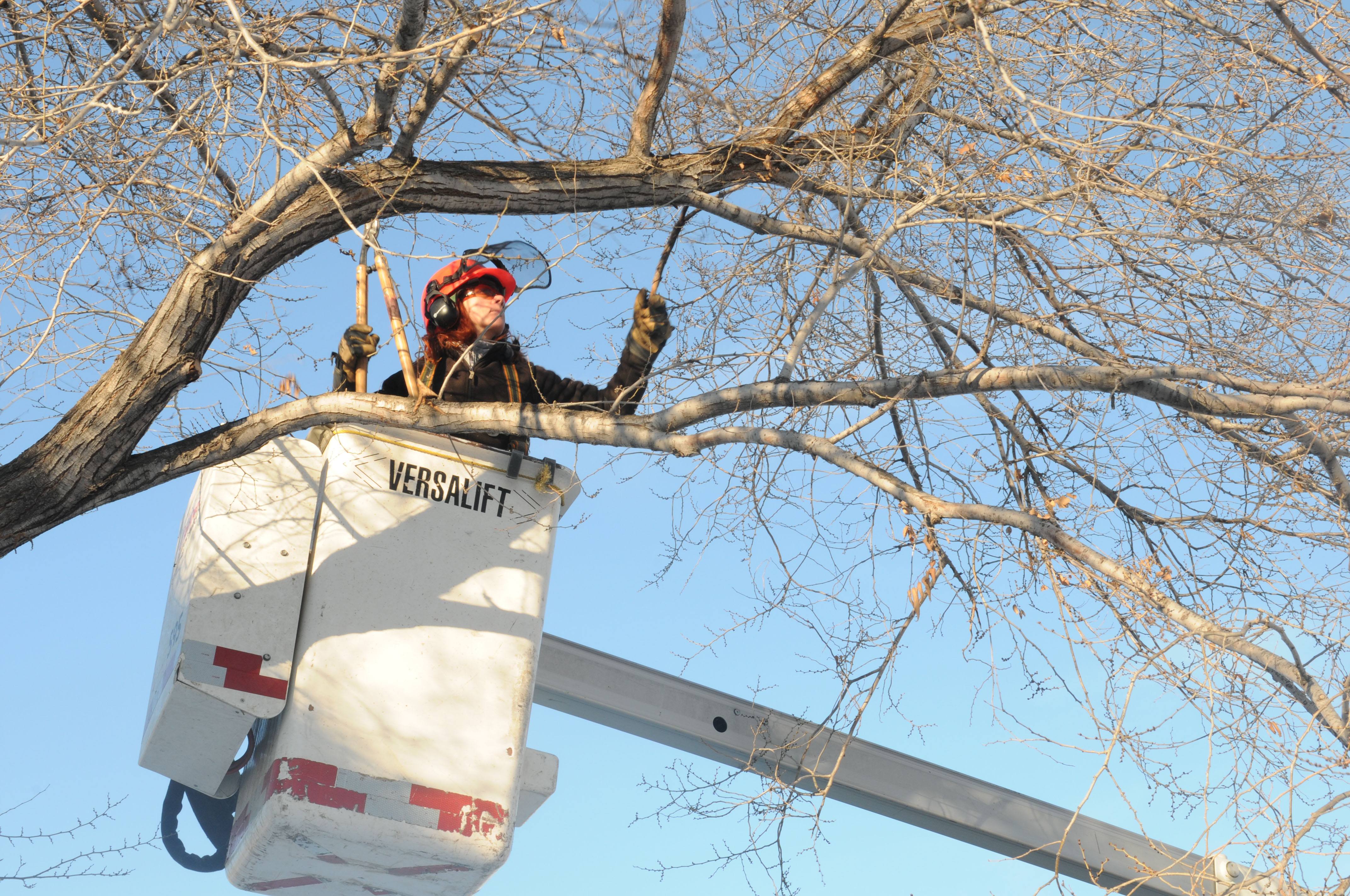 LITTLE TRIM- Mag Turple with the City of Red Deer works on trimming some dead branches off some trees recently.