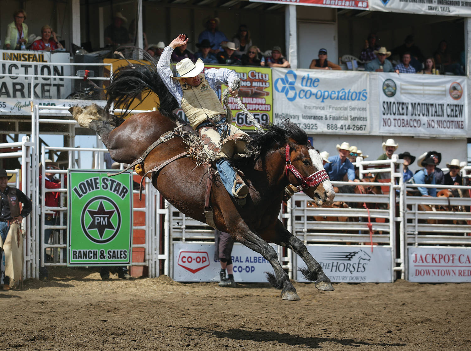 CHAMPION - Dusty Hausauer rode the Calgary Stampede’s Stampede Warrior to an 86 point ride to claim the championship in Saddle Bronc during the Innisfail Pro Rodeo at the Daines Rodeo Grounds last year. This year’s rodeo runs June 16th-18th.                                Express file photo