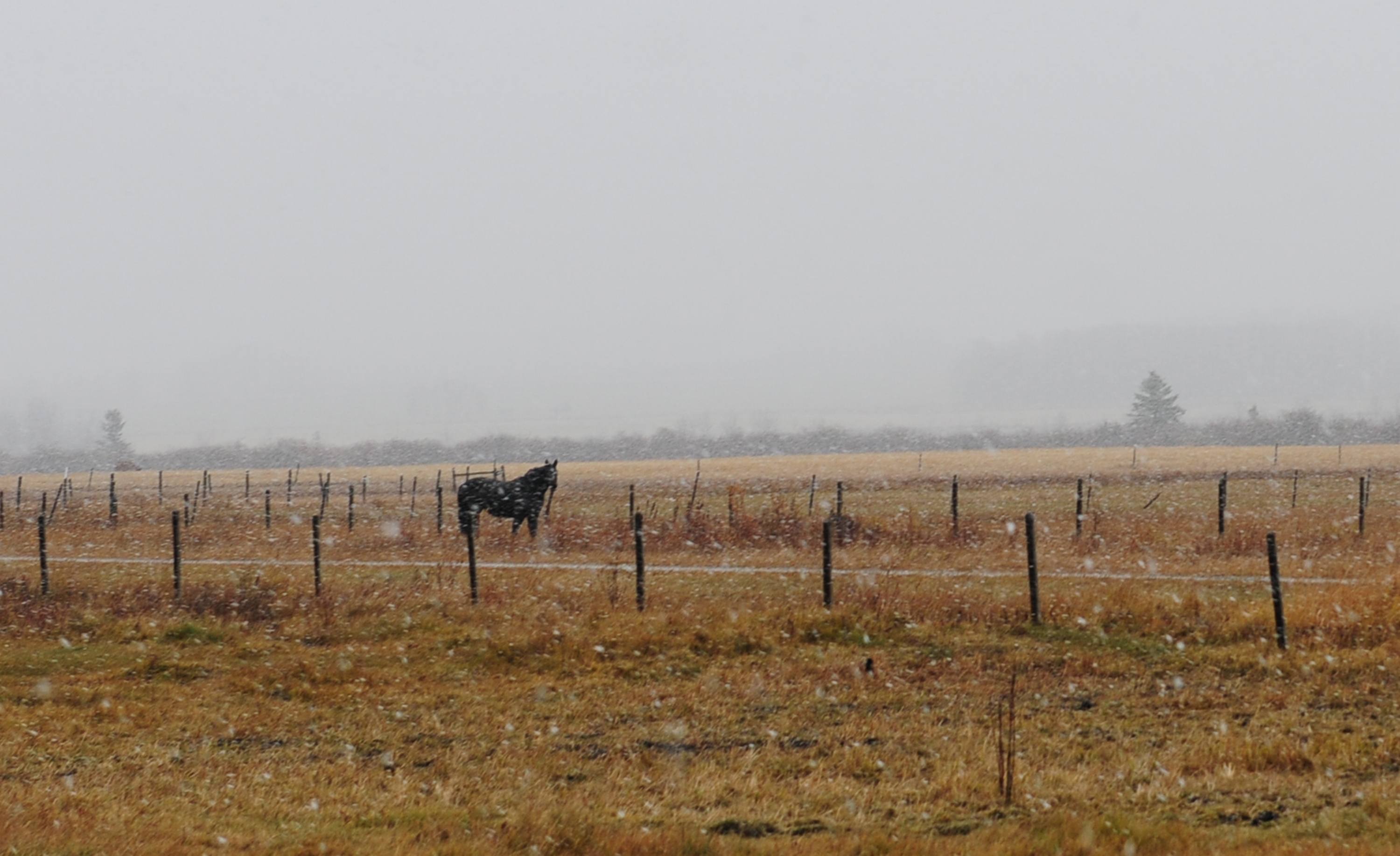 SNOW- The first snowfall of the season hit Red Deer County this past week but was gone as soon as it hit the ground.