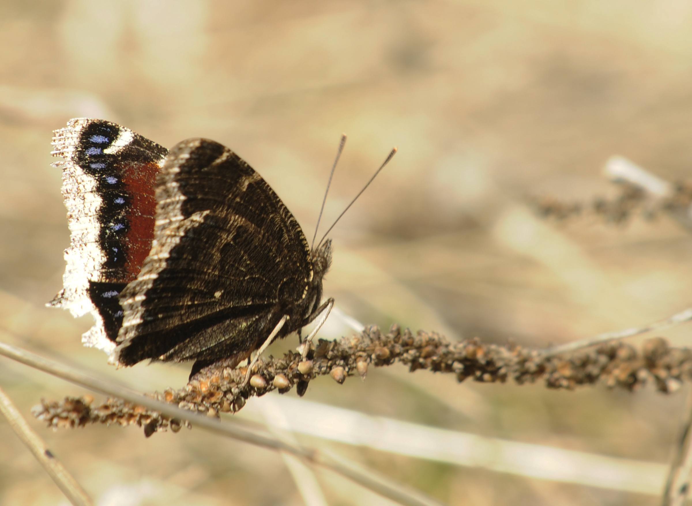 SPRING- A small butterfly found its way this past weekend to Red Deer despite the snow covered ground