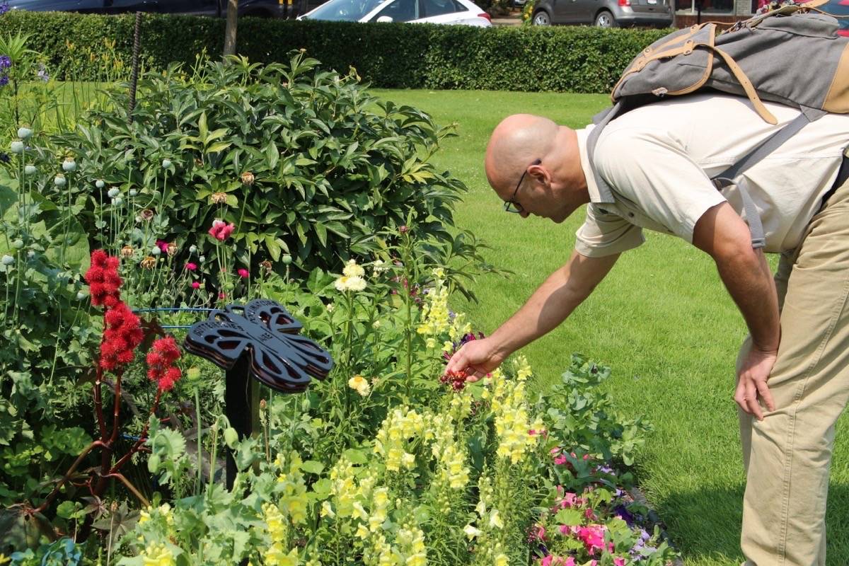 SUMMER SIGHT - Eric Fausten checks out the flowers in City Hall Park on a recent afternoon.                                Emily Rogers/Red Deer Express