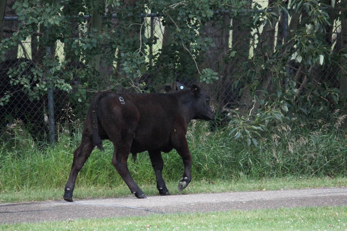 ON THE LOOSE - This calf and her mother found themselves on the wrong side of the fence along Barrett Drive in Bower on Tuesday morning. RCMP, along with the owners, managed to herd them back into their pasture. Todd Colin Vaughan/Red Deer Express