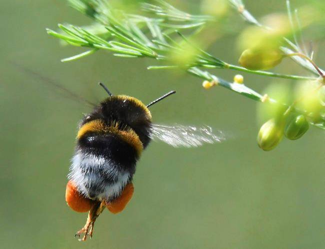 Bumblebee colonies at risk of extinction