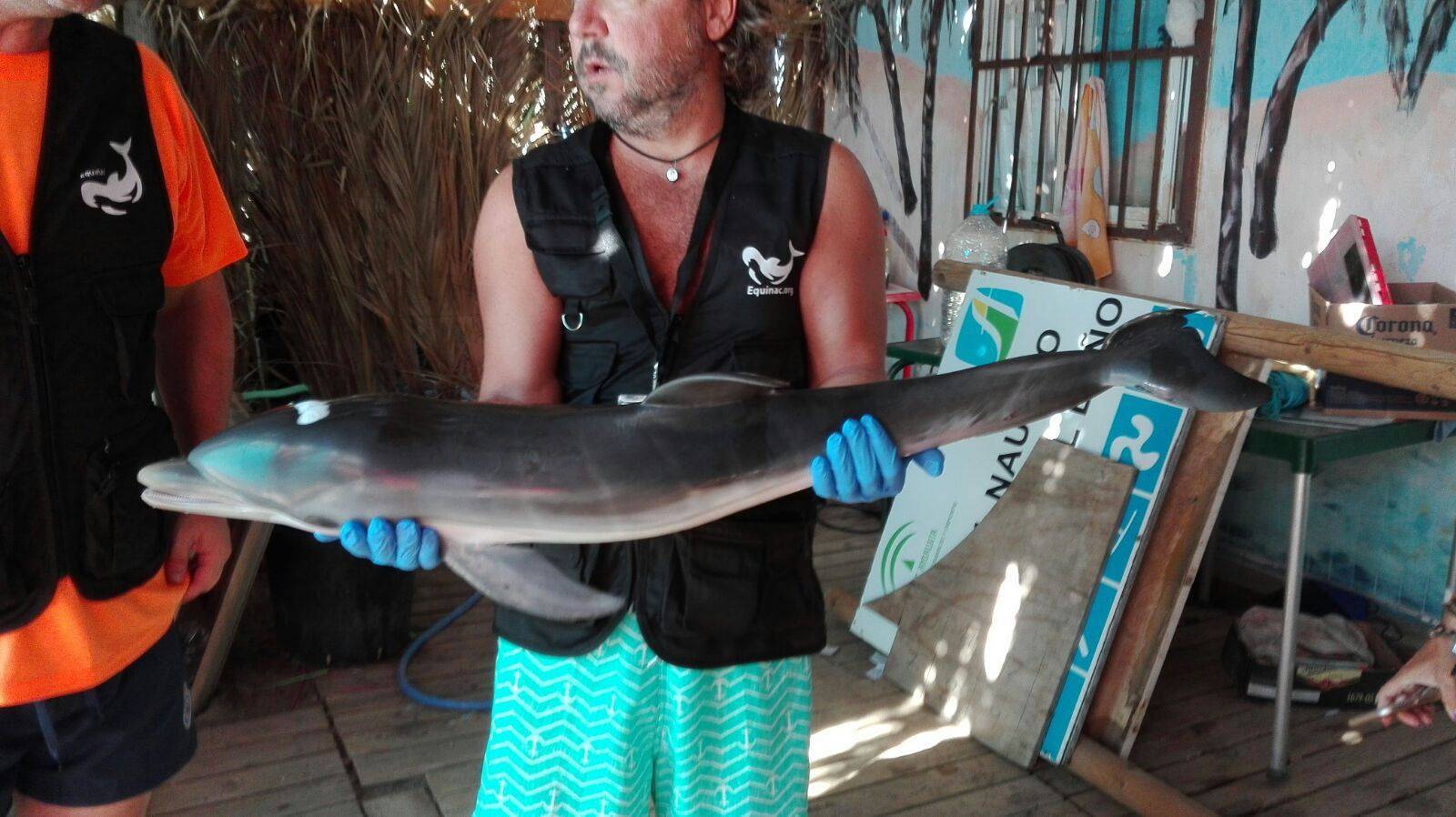 Tourists improperly handle a baby dolphin, including covering its blowhole, Equifac said. Image credit: Facebook/Equinac