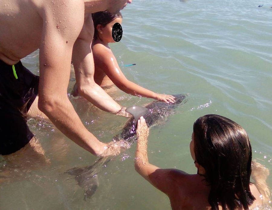 Tourists improperly handle a baby dolphin, including covering its blowhole, Equifac said. Image credit: Facebook/Equinac