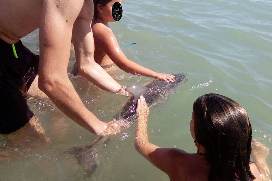 Baby dolphin dies after tourists manhandle calf in Spain