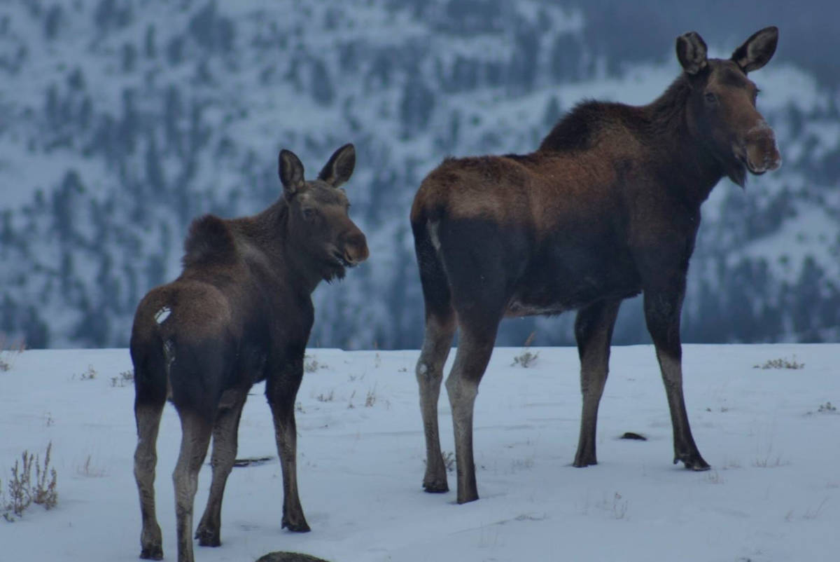 B.C. men convicted for killing off-season moose
