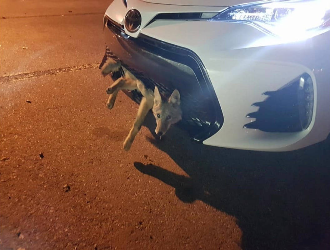 HITCHIN’ A RIDE - This coyote decided to hitch a ride in a unique way on the QEII Hwy. from Calgary to Airdrie. The coyote miraculously survived, was checked out by Alberta Fish and Wildlife, and released into the Kananaskis area. photo submitted
