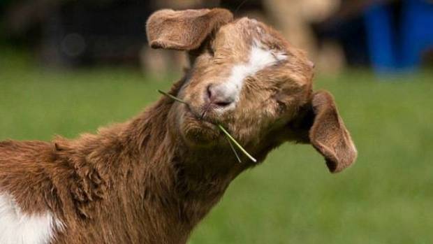 UPDATE: Daisy, the blind baby goat, has been found