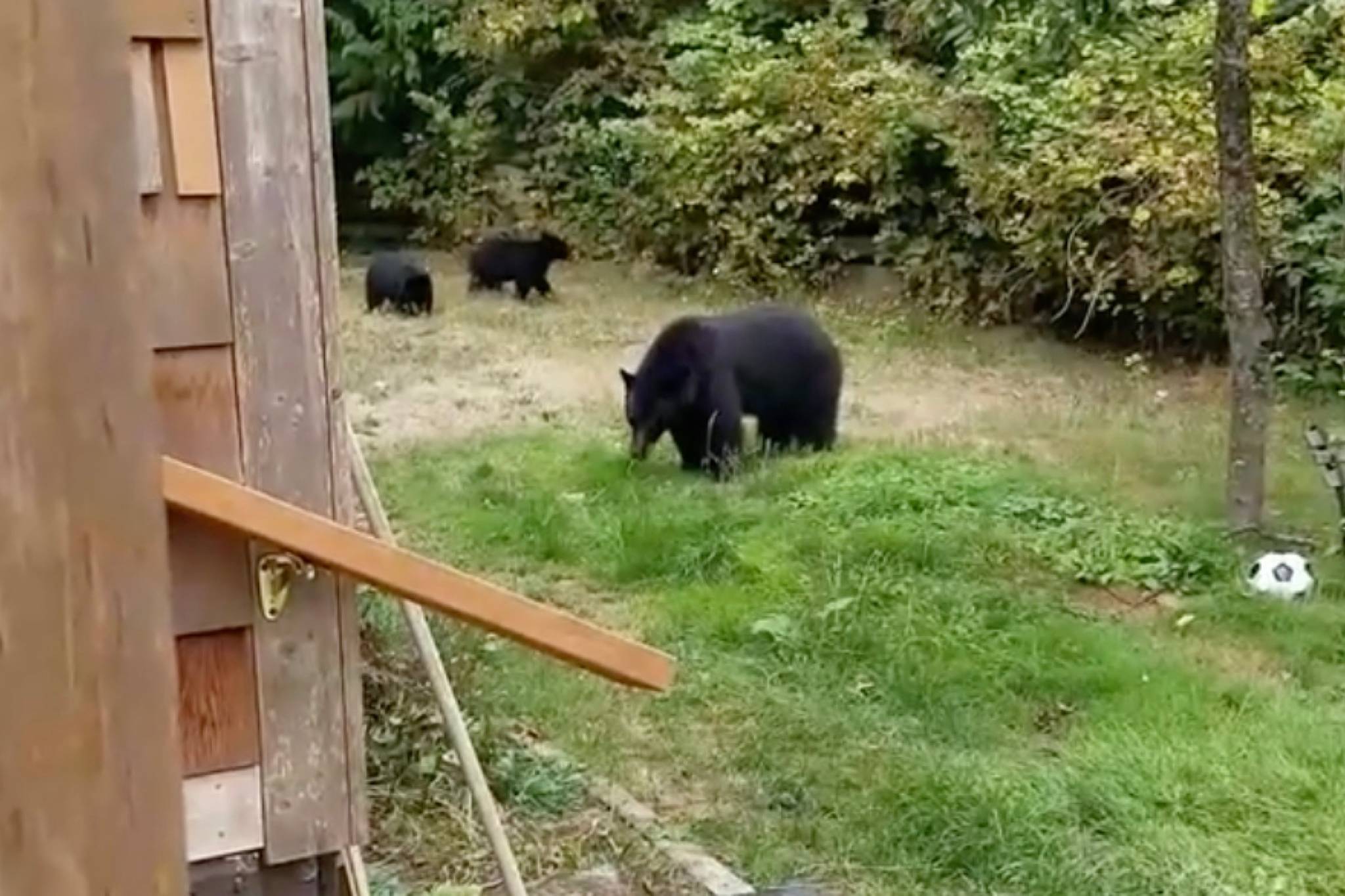 VIDEO: B.C. man’s polite encounter with bears praised for being ‘so Canadian’