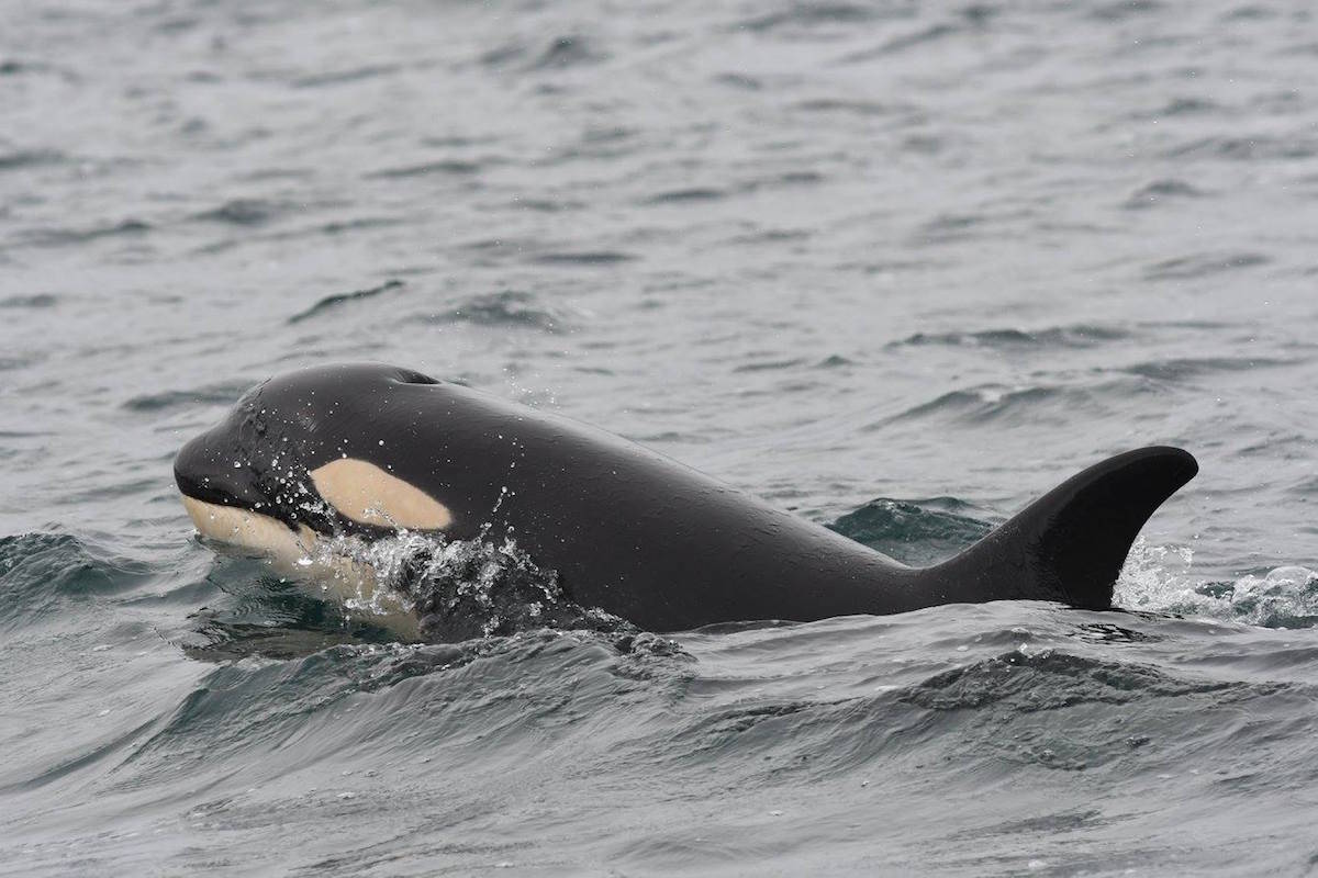 J52, first seen in March of 2015 and last seen in September of 2017. Image credit: Facebook/Center for Whale Research