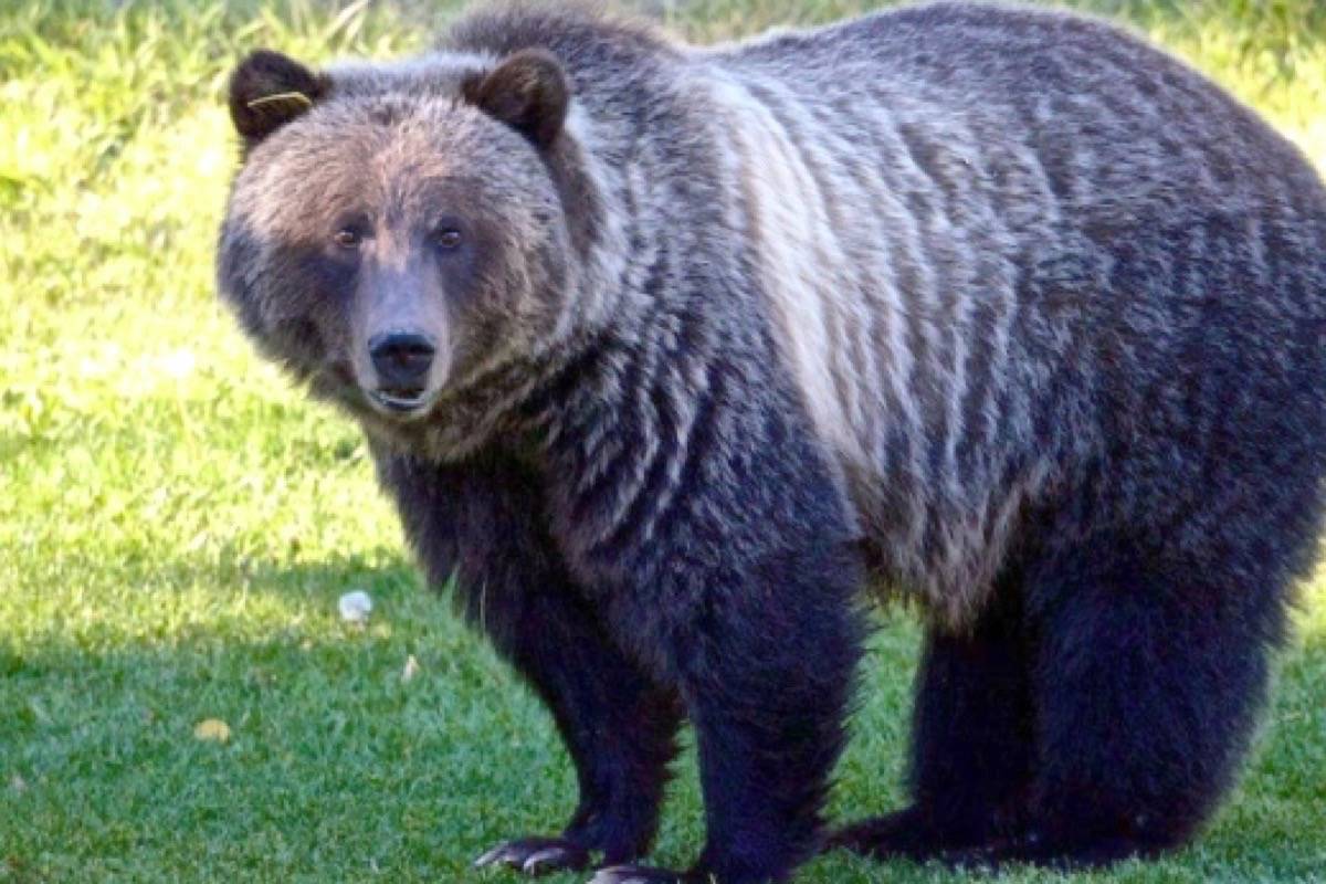 Bear 148. (Parks Canada)