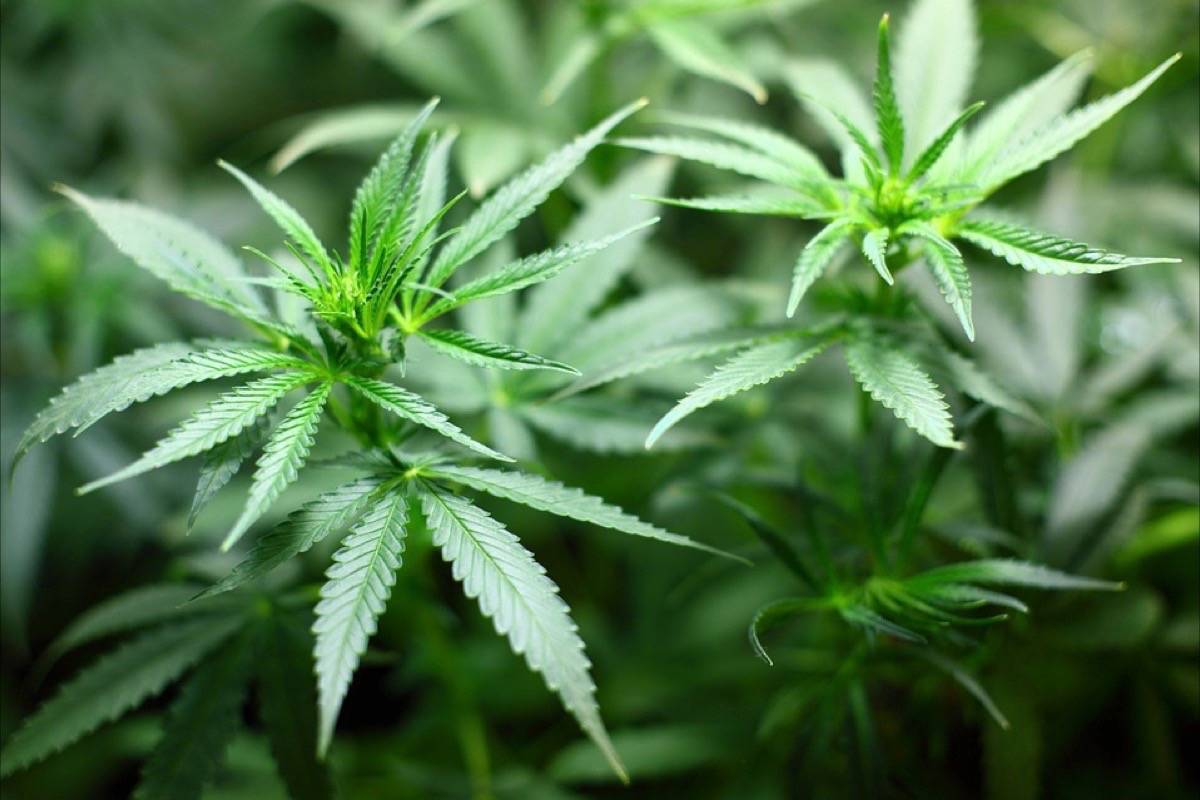 Three million sq. ft. of marijuana growing capacity in B.C.