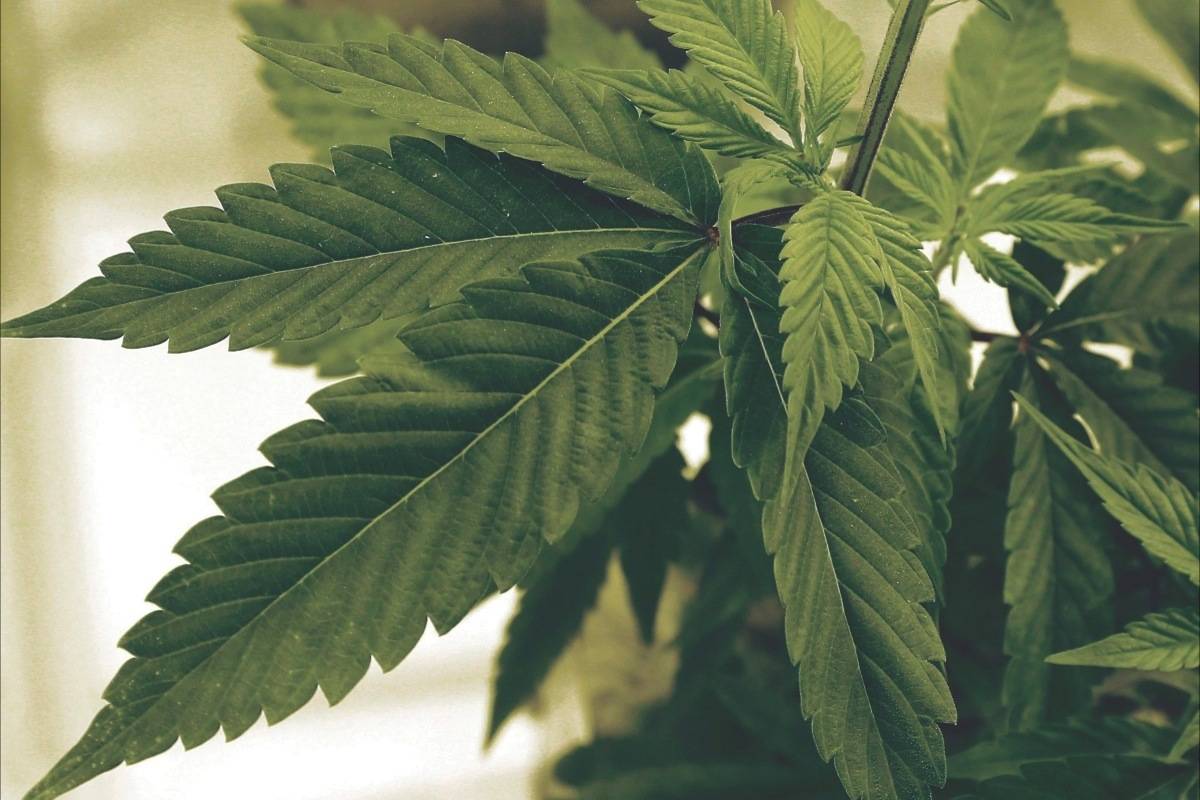 Marijuana plants grow at LifeLine Labs in Cottage Grove, Minn., in 2015. The looming deadline for legalized marijuana has local governments in British Columbia crafting wish lists for provincial legislation, from where pot should be grown to how it should be sold. File photo by THE ASSOCIATED PRESS