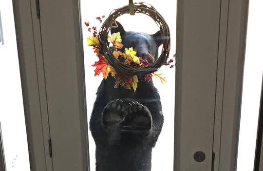 Berry disappointed: Bear tries to eat fake fruit on woman’s door wreath