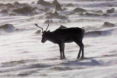 Caribou herds and habitat continue to decline: federal report