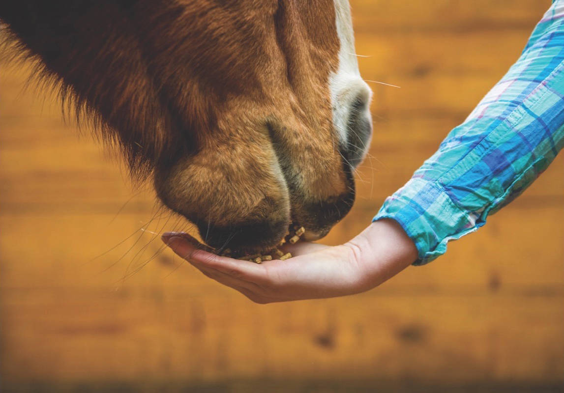 Equine Infectious Anemia found in Red Deer County