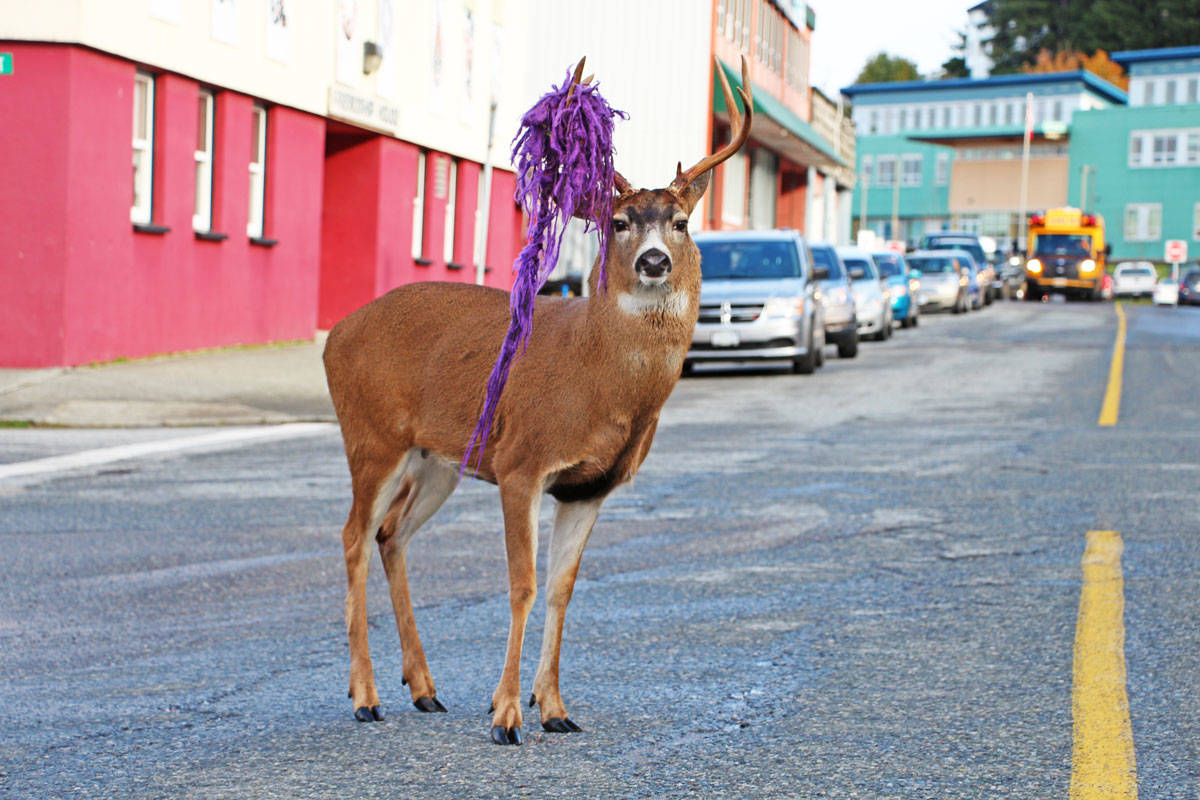 “Hammy” the deer roamed Fraser Street on November 1. The deer was tangled in a hammock in August and has been spotted around Prince Rupert with part of the material still attached to his antler. (Shannon Lough / The Northern View)