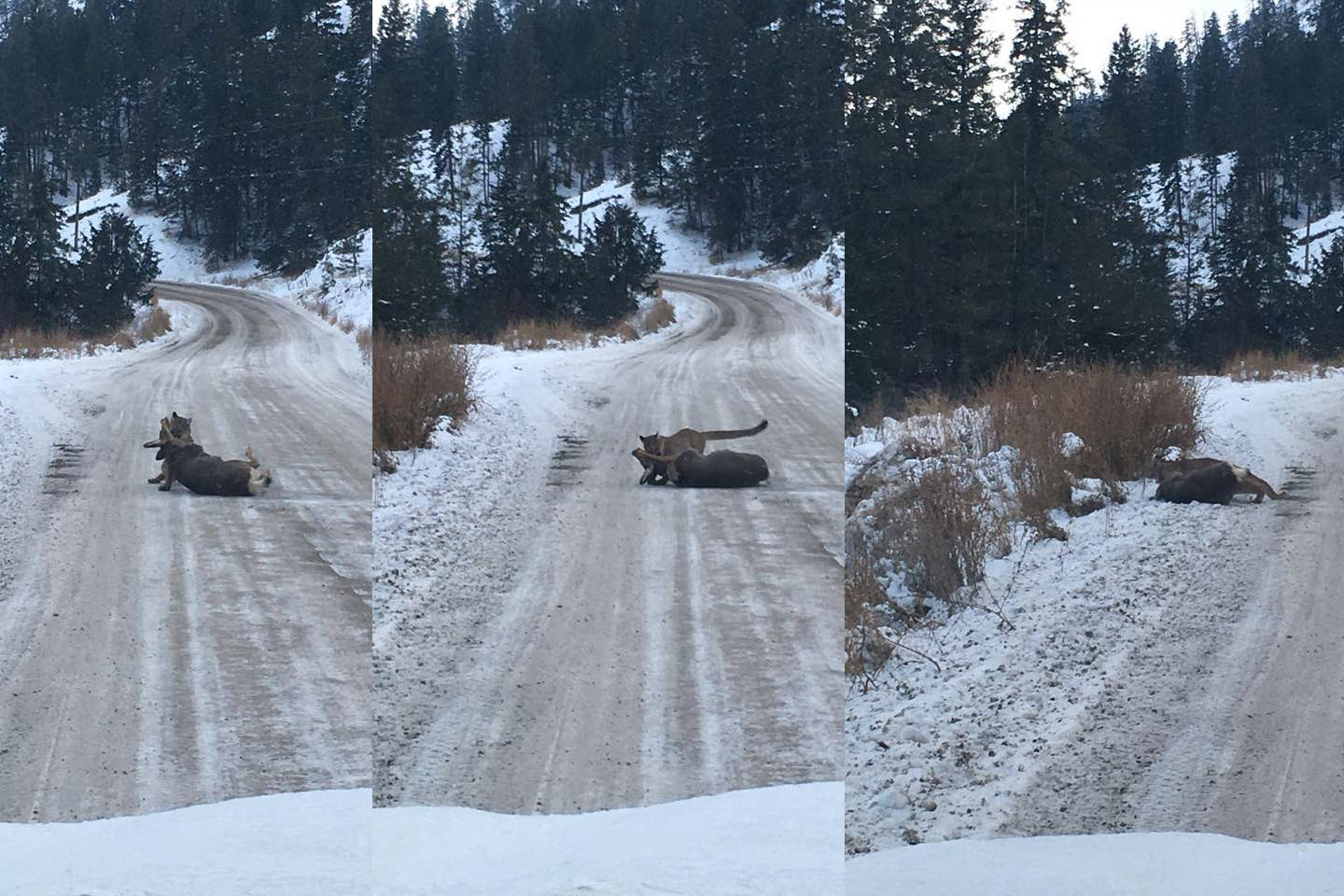 B.C. man captures cougar take down on camera