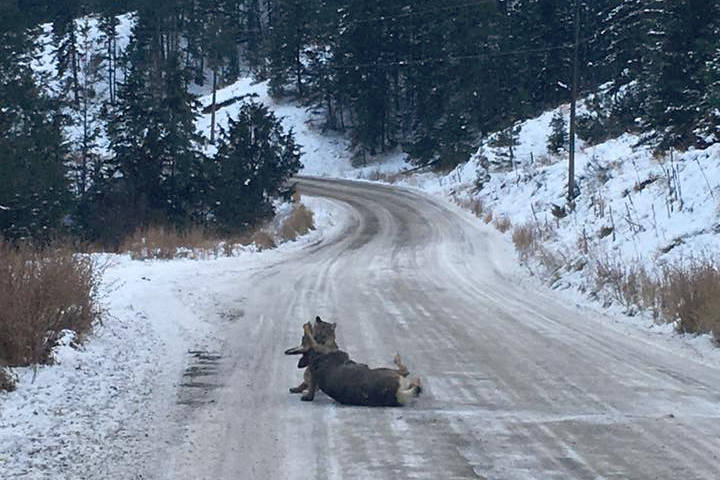 B.C. man captures cougar take down on camera