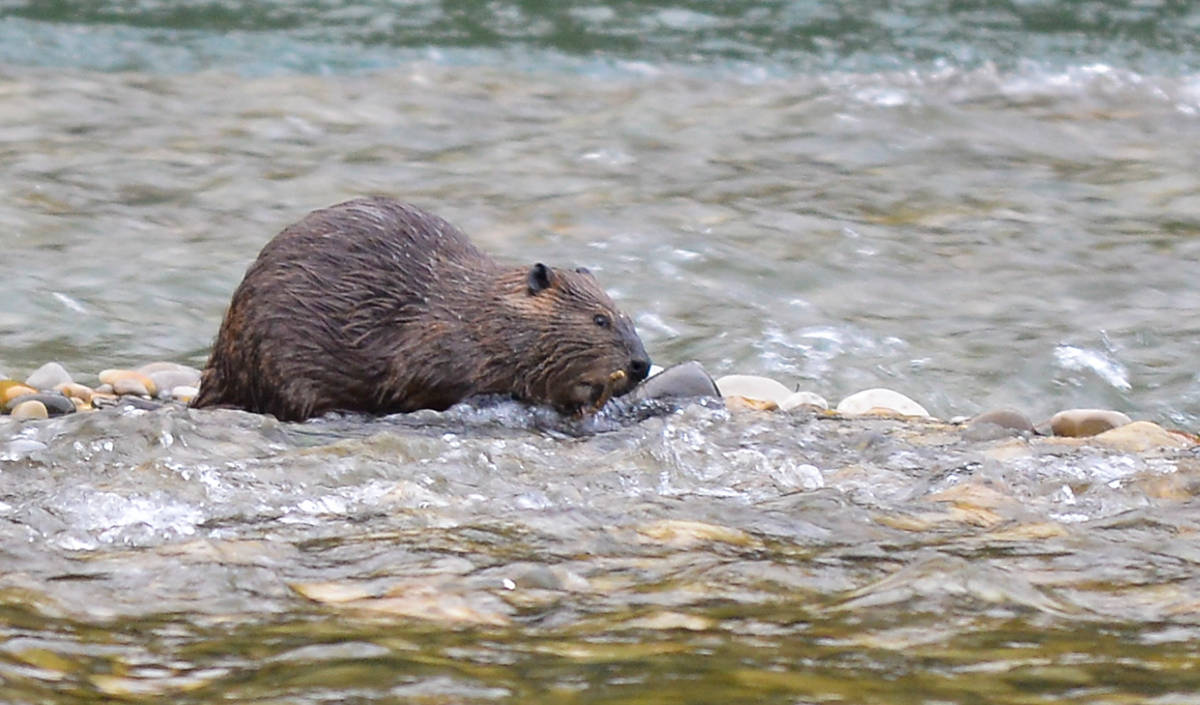 A beaver on the Elk River, summer 2017. File photo. Phil McLachlan/The Free Press