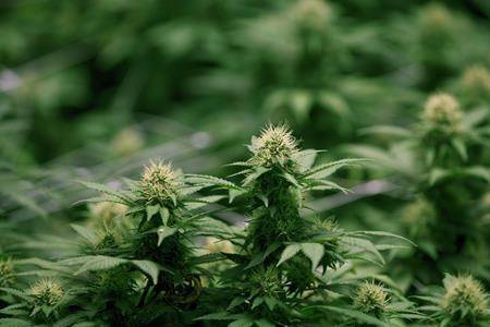 Growing flowers of cannabis intended for the medical marijuana market are shown at OrganiGram in Moncton, N.B., on April 14, 2016. (Ron Ward/The Canadian Press)