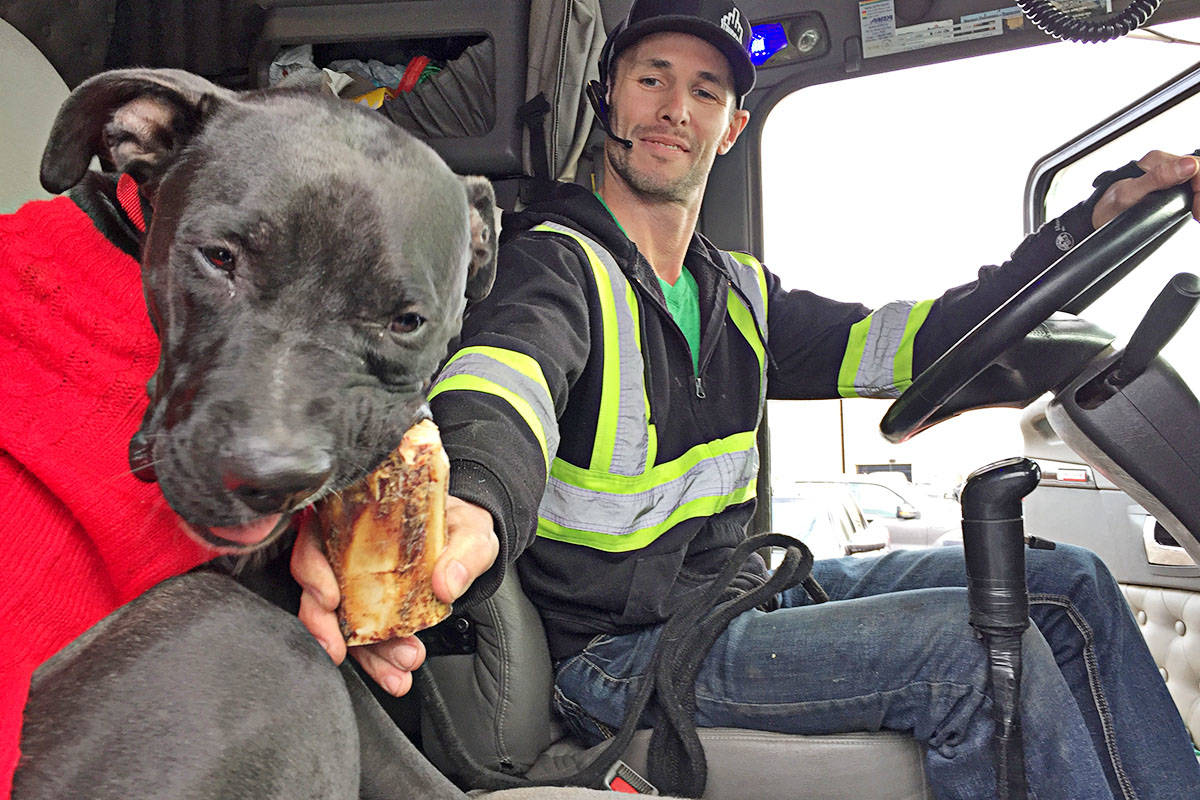 Truck driver volunteers to take dog lost in B.C. back home to Alberta