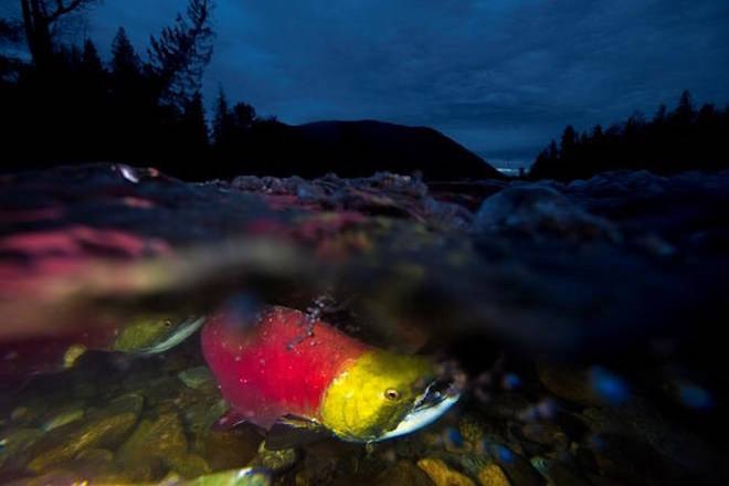 Spawning sockeye salmon are seen making their way up the Adams River in Roderick Haig-Brown Provincial Park near Chase, B.C., on October 13, 2014. Salmon migrating through rivers and streams in British Columbia use all their strength, but new research says even tiny amounts of diluted bitumen weakens their chances of making it back to spawn. THE CANADIAN PRESS/Jonathan Hayward