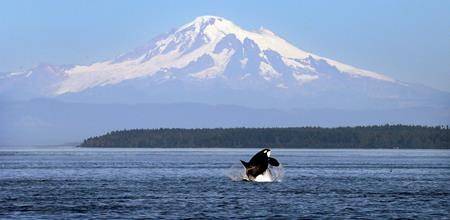 Regulations to protect killer whales working