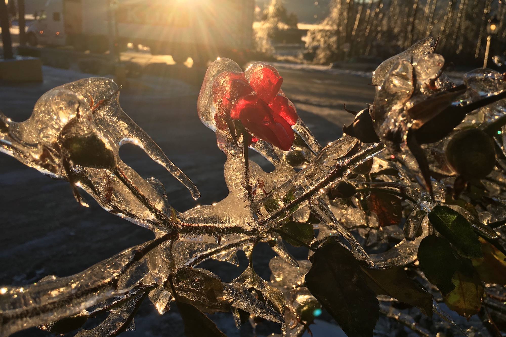 Sunshine and the freezing rain aftermath provided some magical scenes on New Year’s Eve in Abbotsford. Image credit: Carmen Weld/Black Press