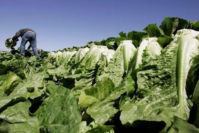 A worker harvests romaine lettuce in Salinas, Calif on Aug. 16, 2007. Some restaurant chains have stopped serving dishes with romaine lettuce amid a deadly E. coli outbreak linked to the leafy vegetable.THE CANADIAN PRESS/AP, Paul Sakuma
