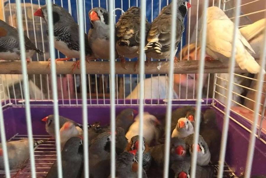 Some of the more than 100 finches rescued from a foreclosed home over the weekend. Image: FEATHER HAVEN PARROT RESCUE