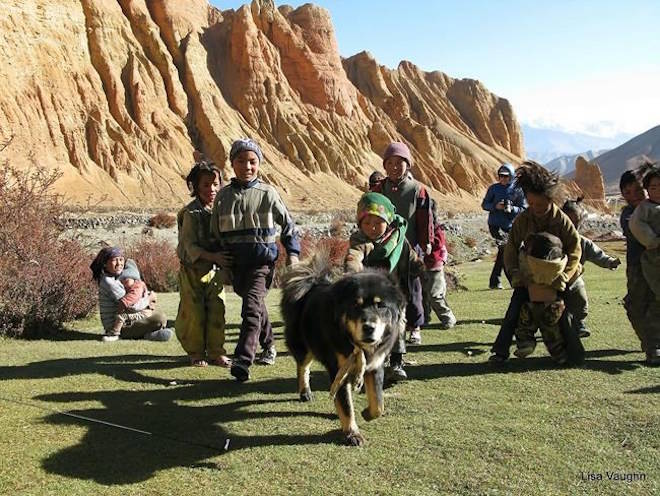 A Tibetan Mastiff dog is shown in Nepal in a handout photo. Two dog breeds recently added to the American Kennel Club’s pack are not recognized north of the border, but the Canadian Kennel Club is hoping to add 12 others that are gaining popularity with dog lovers.THE CANADIAN PRESS/HO-Lisa Vaughn MANDATORY CREDIT