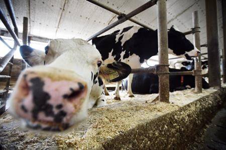 Canada’s dairy farmers say they’ve given enough in past trade deals