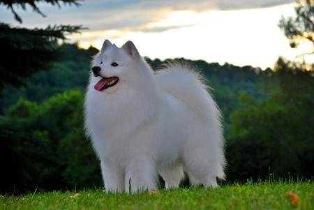 Inuk, a snow-white 10-year-old from Caledon, Ont., heads into the competition as the top American Eskimo in Canada for 10 consecutive years. (Canadian Press photo)