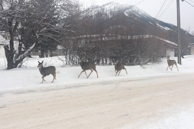 VIDEO: B.C. deer caught obeying traffic signs