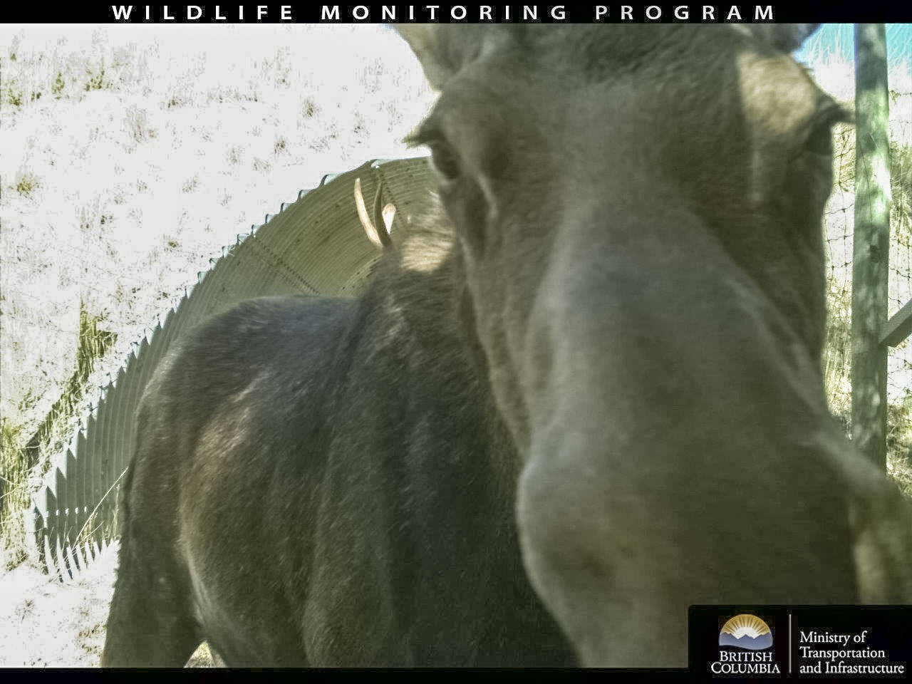 B.C. moose snaps roadside selfie