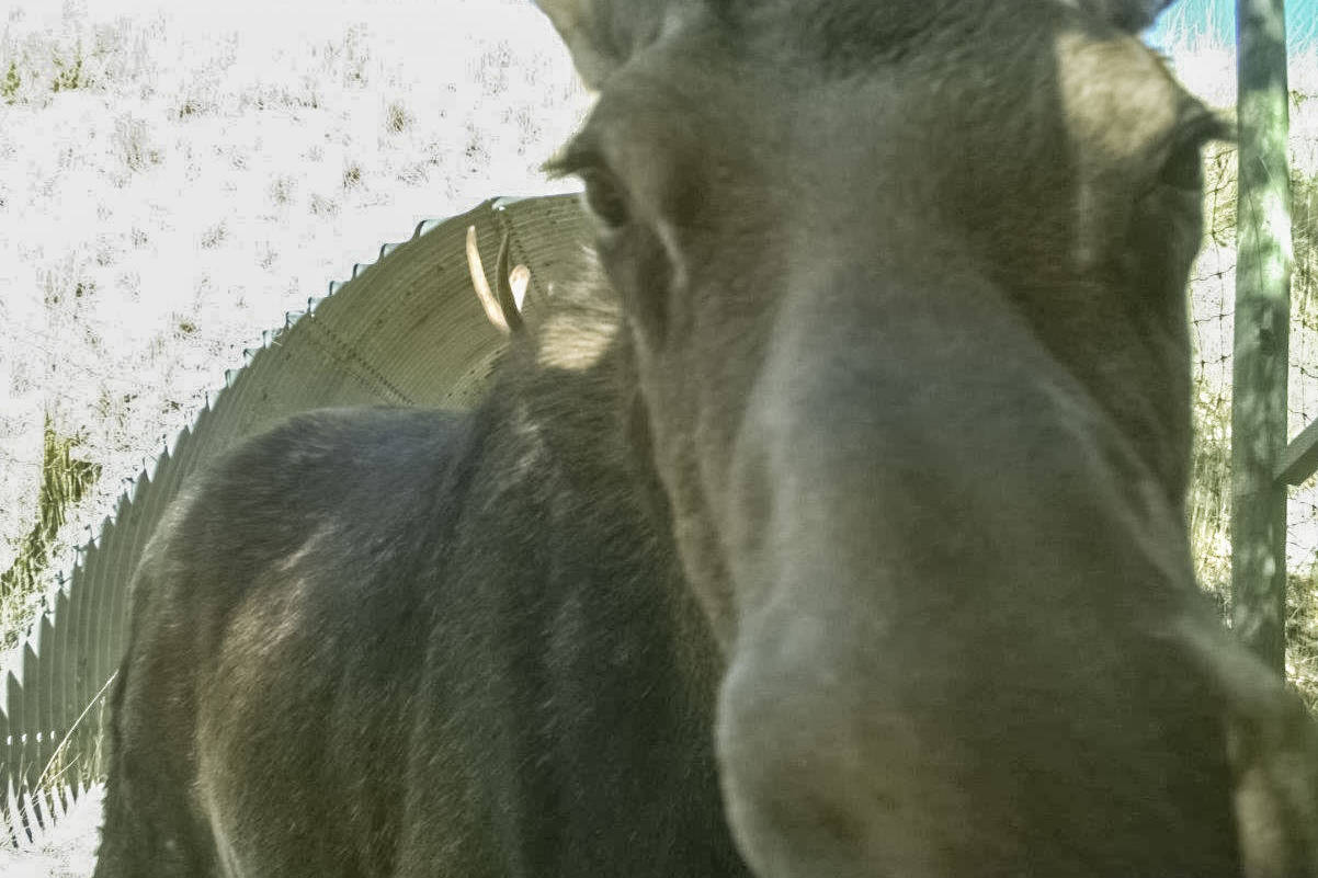 B.C. moose snaps roadside selfie