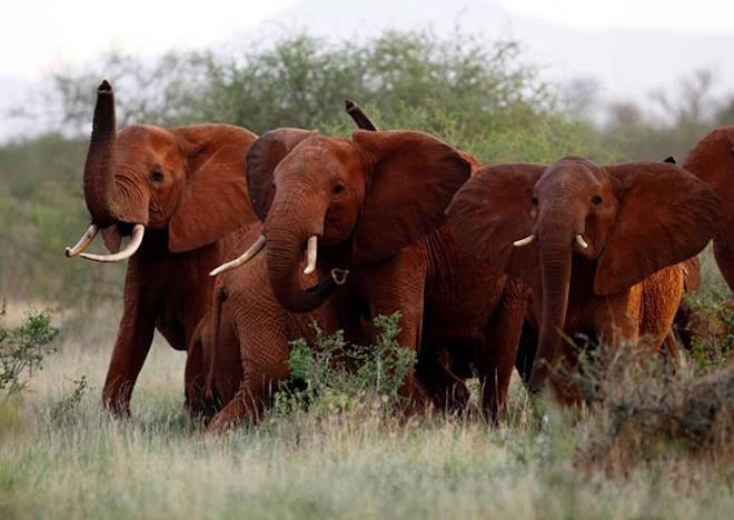 FILE - In this March 9, 2010, file photo, elephants use their trunks to smell for possible danger in the Tsavo East national park, Kenya. The Trump administration has quietly decided once again to allow Americans to import the body parts of African elephants shot for sport, despite presidential tweets decrying the practice as a ‚Äúhorror show.‚Äù (AP Photo/Karel Prinsloo, File)